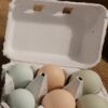 Chicken Eggs, 1/2 DOZEN, Size:  LARGE, Farm Fresh Chicken Eggs, Free Range, Grain Fed, Green/Brown/Blue Eggs!